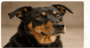 Dog portrait