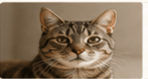 Cat portrait