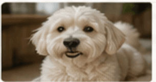 Smiling dog