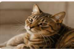 Cat at home
