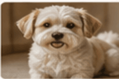 Small dog